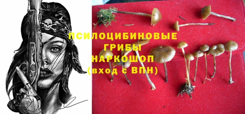 блэк спрут ссылка  Каменногорск  Псилоцибиновые грибы Psilocybe 